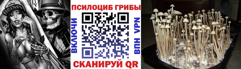 Псилоцибиновые грибы Cubensis Тулун